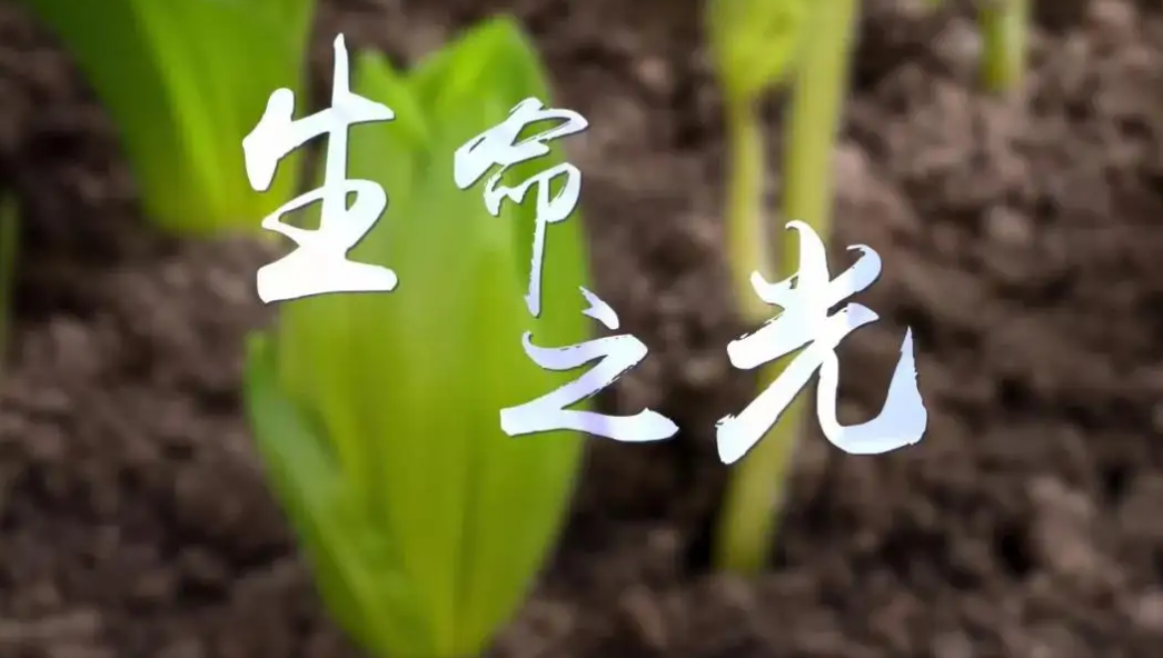 威尼斯人网址